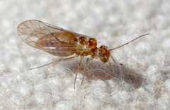 Cuneopalpus cyanops