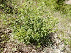 Pediomelum tenuiflorum