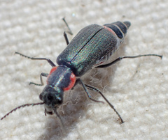 Malachius auritus