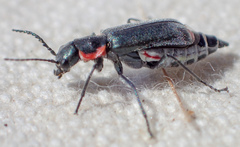 Malachius auritus