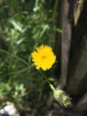Hypochaeris chillensis