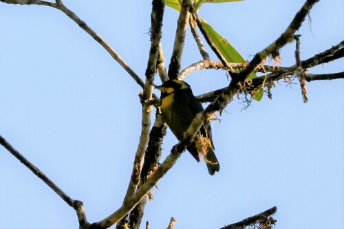 Gold-ringed Tanager (Bangsia aureocincta), photo 4