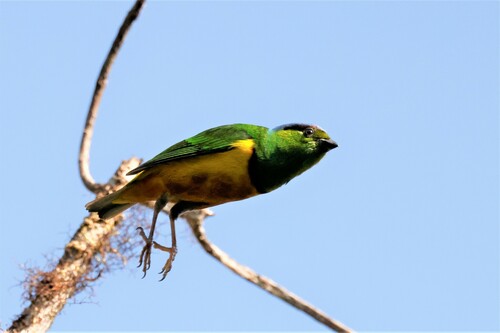 Chestnut-breasted Chlorophonia (Chlorophonia pyrrhophrys), photo 10
