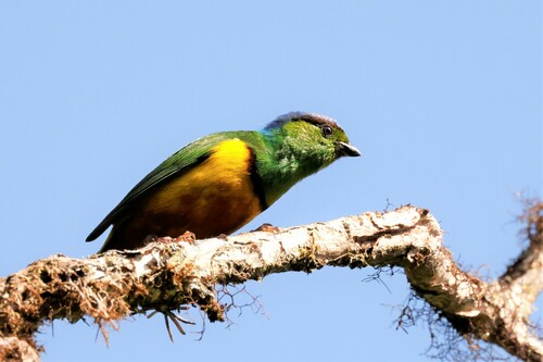 Chestnut-breasted Chlorophonia (Chlorophonia pyrrhophrys), photo 8