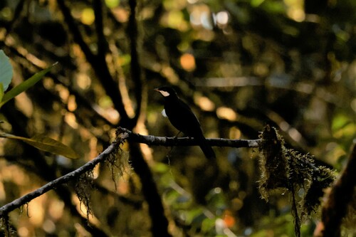 Black Solitaire (Entomodestes coracinus), photo 10