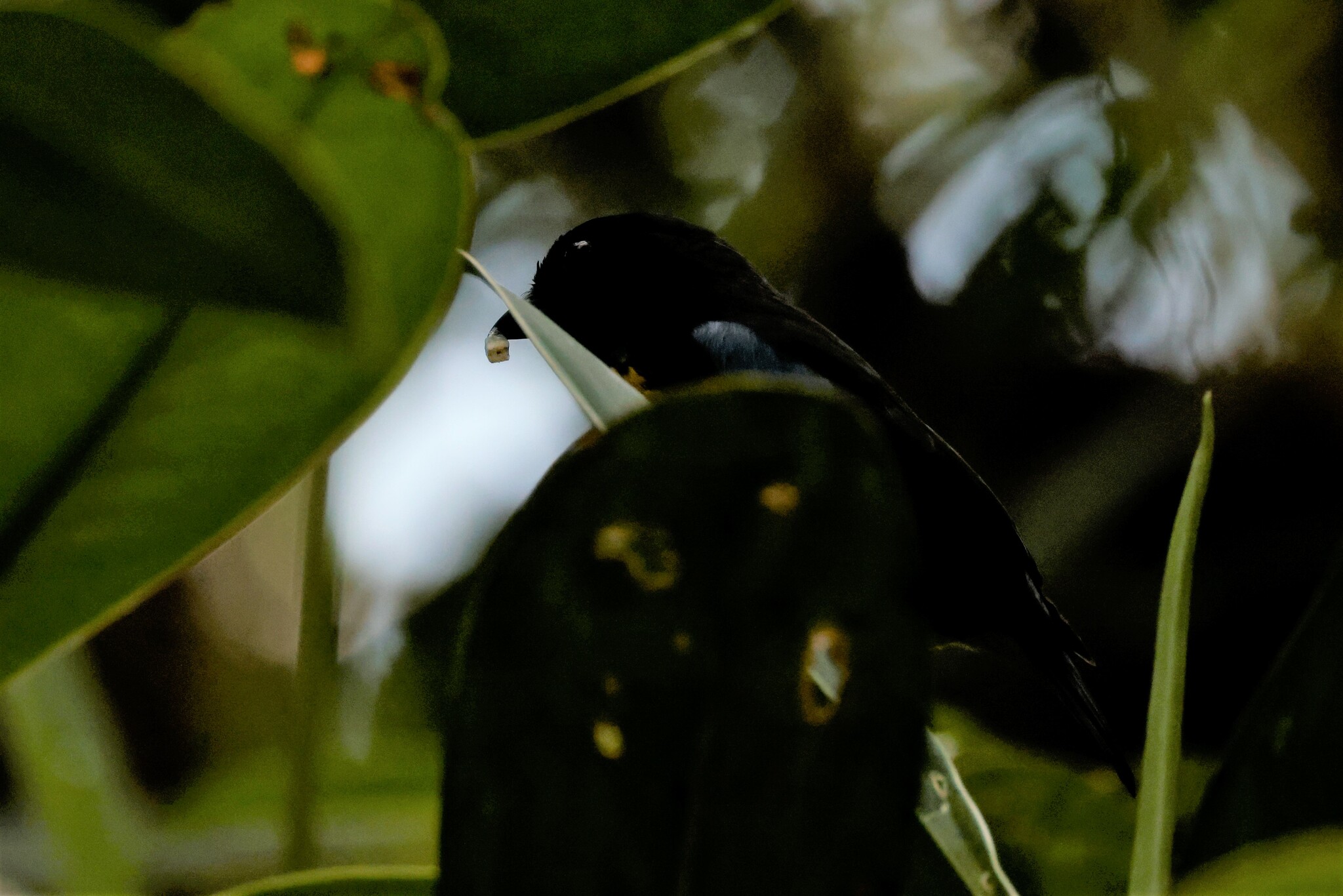 Black-and-gold Tanager (Bangsia melanochlamys), photo 7