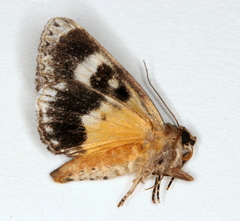 Zalissa catocalina