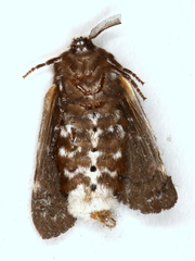 Genduara punctigera