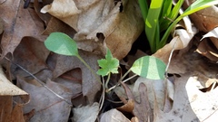 Hydrophyllum appendiculatum