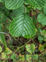 Rubus ellipticus, recorded vegetative