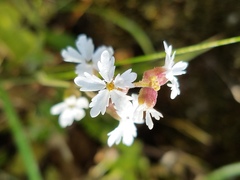 Lithophragma bolanderi