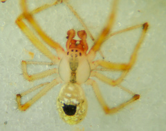 Theridion californicum
