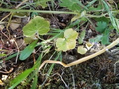 Lithophragma bolanderi