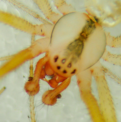 Theridion californicum