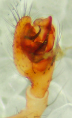 Theridion californicum