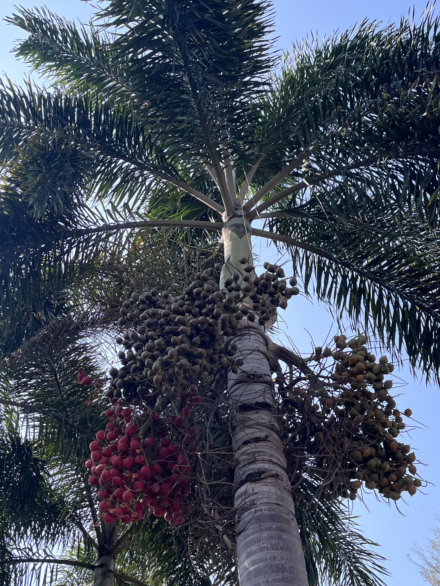 Imagem de Palmeira-leque-australiana