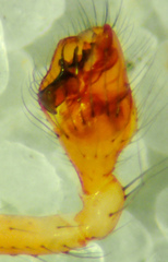 Theridion californicum