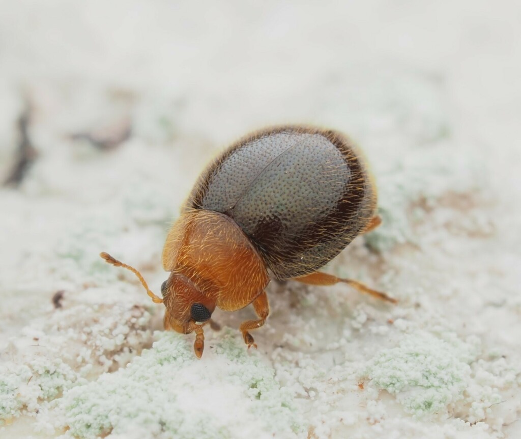 Yellow-haired ladybird