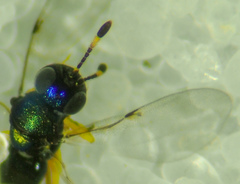 Encyrtinae