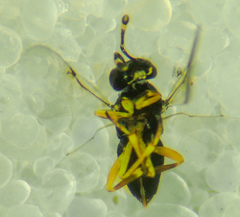 Encyrtinae