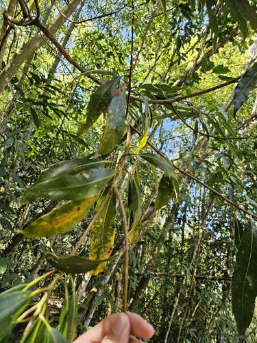 Image of Litsea acuminata by (c) Yu-Chang Chen, some rights reserved (CC BY)