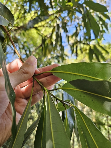 Image of Litsea acuminata by (c) Yu-Chang Chen, some rights reserved (CC BY)