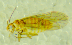 Cuneopalpus cyanops