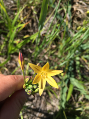 Triteleia ixioides ixioides