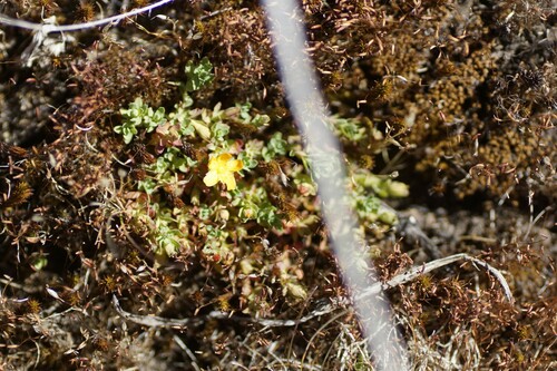 Hypericum japonicum (Hypericum japonicum)