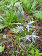 Camassia scilloides
