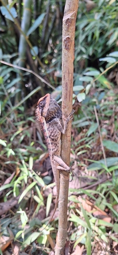 Forest Garden Lizard, Khao Sok Any Hotel, Tambon Khlong Sok, Amphoe Phanom, Chang Wat Surat Thani 84250, Thailand, photo 9 of 10
