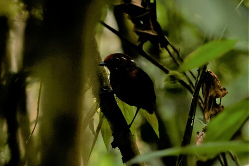 Chestnut-crowned Gnateater (Conopophaga castaneiceps), photo 9