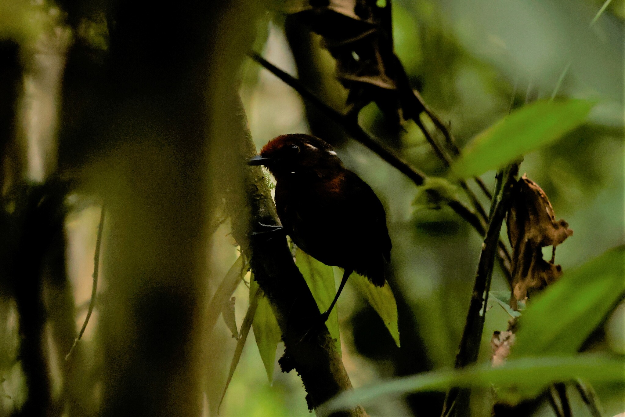 Chestnut-crowned Gnateater (Conopophaga castaneiceps), photo 2