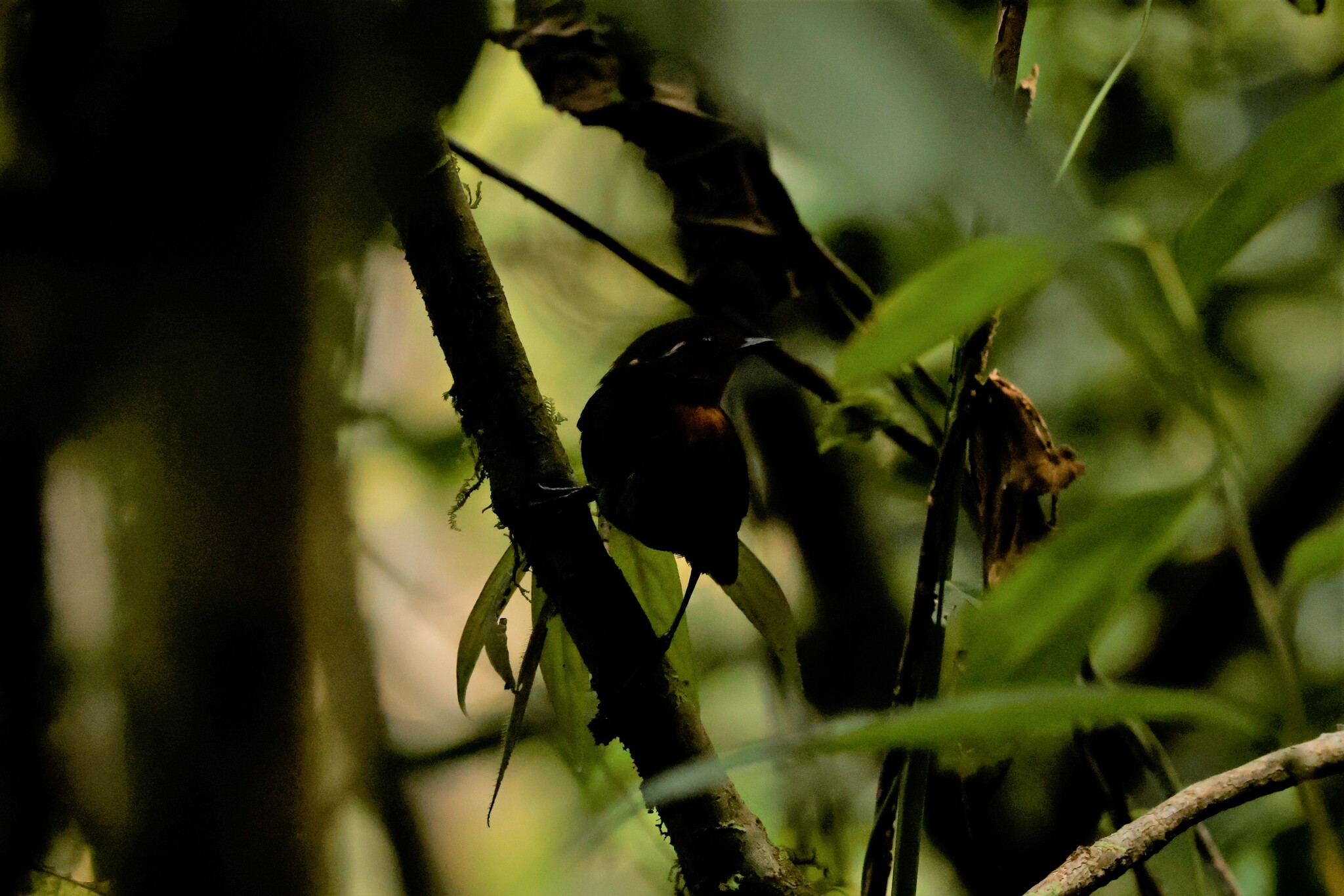 Chestnut-crowned Gnateater (Conopophaga castaneiceps), photo 3