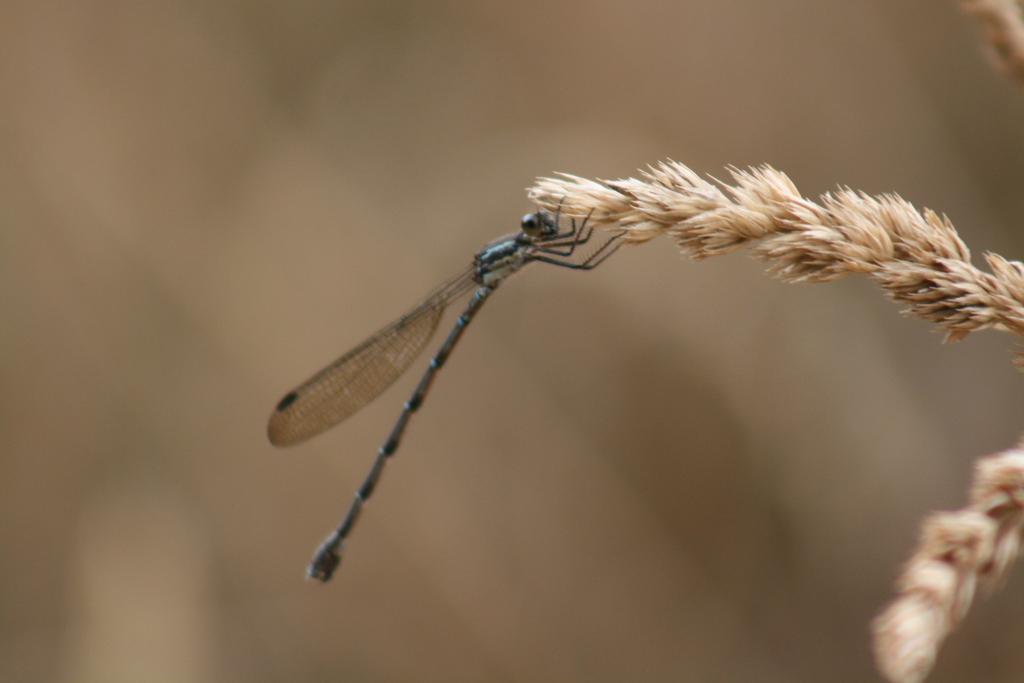 Blue Damselfly from Blairlogie, New Zealand on February 23, 2024 at 08: ...