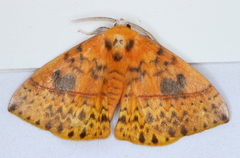 Anthela excellens