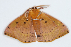 Anthela excellens
