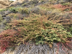 Aphanisma blitoides