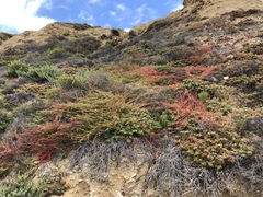 Aphanisma blitoides