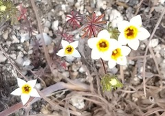 Leptosiphon lemmonii