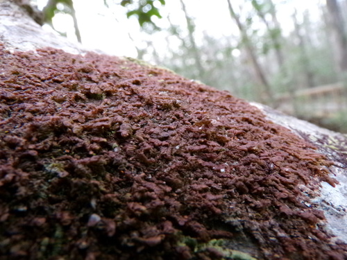Image of Frullania asagrayana by (c) Grace Merkert, some rights reserved (CC BY)