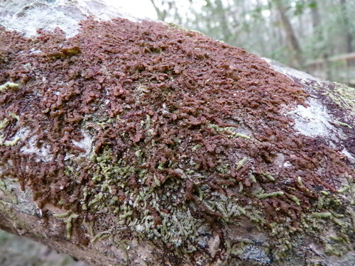 Image of Frullania asagrayana by (c) Grace Merkert, some rights reserved (CC BY)