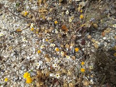 Leptosiphon lemmonii