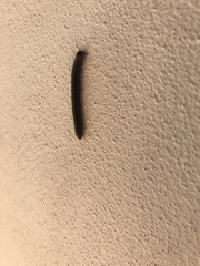 Anadenobolus monilicornis