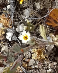 Leptosiphon lemmonii