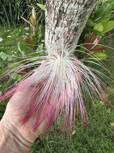Barringtonia asiatica iNat (3)