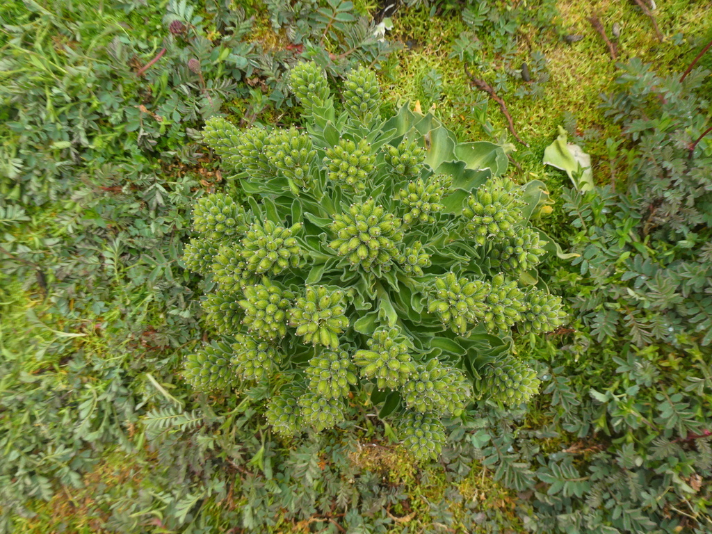 Kerguelen Cabbage from Îles Crozet, TF on December 20, 2021 at 08:38 AM ...