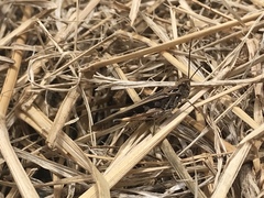 Oedaleus abruptus