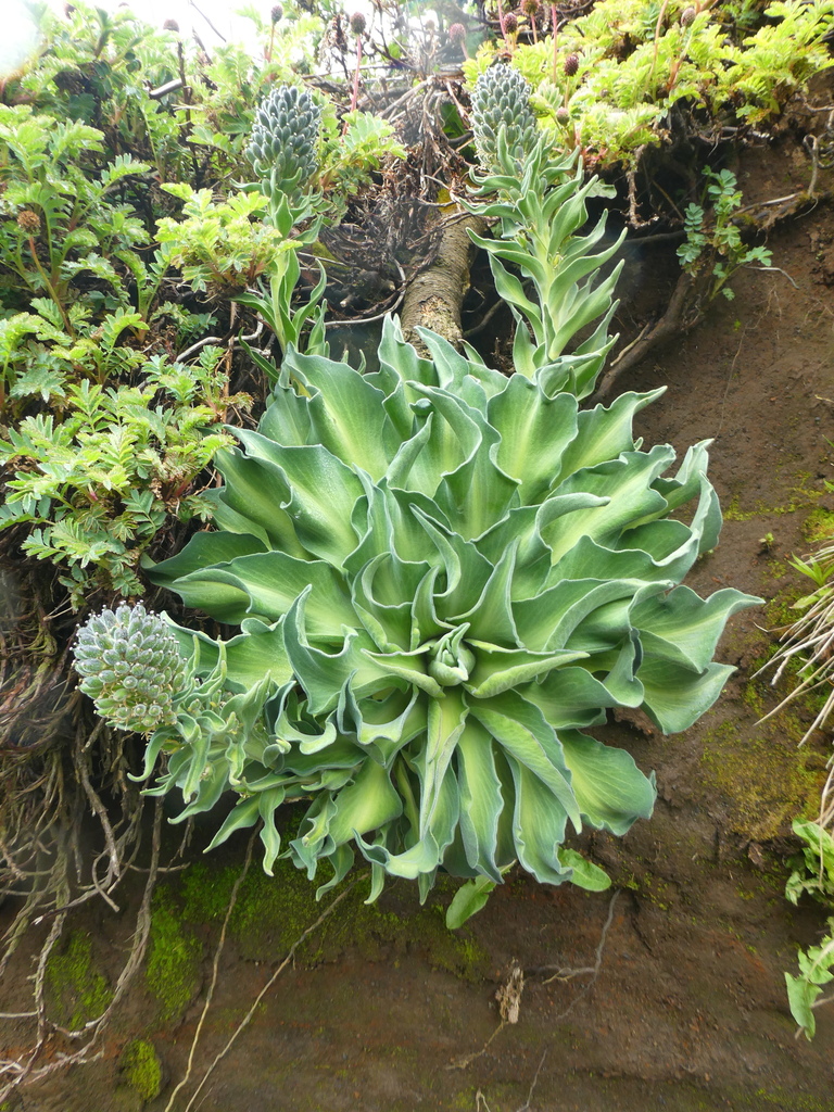 Kerguelen Cabbage from Îles Crozet, TF on November 23, 2021 at 08:20 AM ...