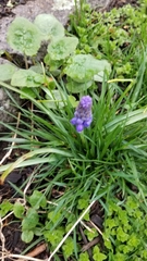 Muscari botryoides